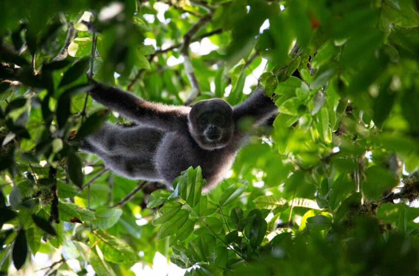  Día Internacional de los Primates: esperanza para dos de los monos más grandes y amenazados de Colombia