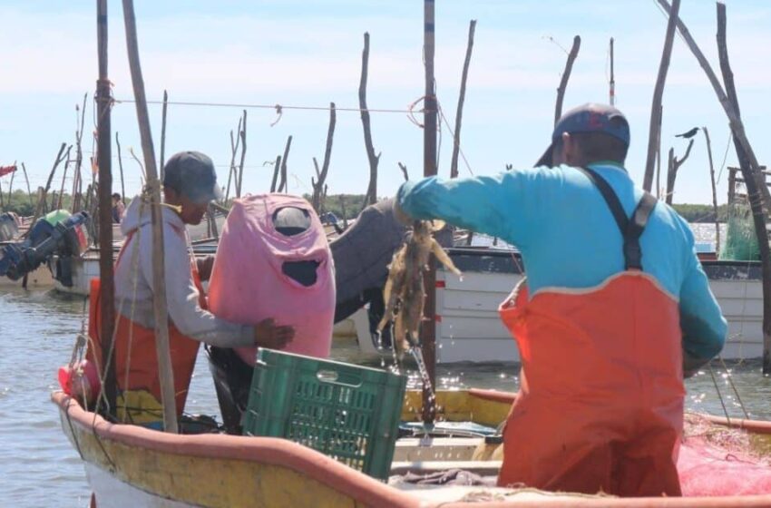  “Nadie para a la pesca ilegal y ahorita es atractivo el camarón”: Pescadores de Sinaloa y Sonora