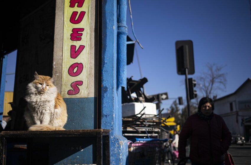  Hongo en los gatos: cómo es ya quiénes afecta la enfermedad detectada por primera vez en Chile