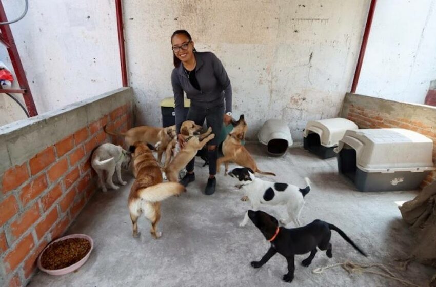  Recuperan y donan comida para animales de refugio – El Sol de México