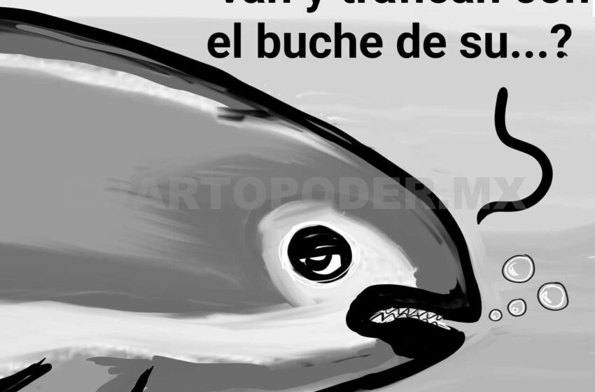  Última llamada para salvar a la vaquita – Cuarto Poder