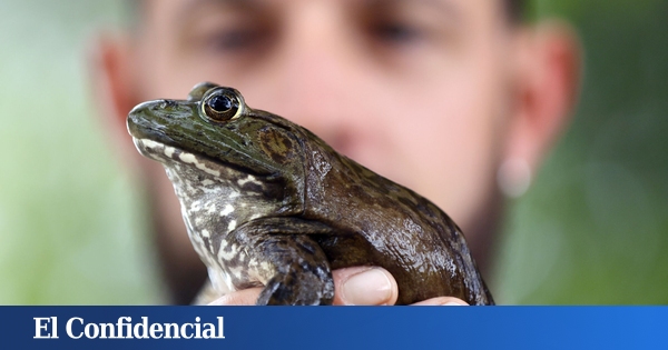  Por qué las especies invasoras amenazan la economía mundial