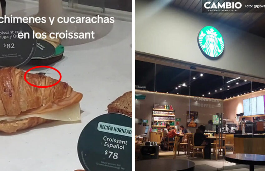  VIDEO: ¡Insectos finos! Cucarachas son captadas entre alimentos de un Starbucks