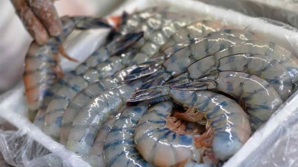  Inicia la temporada de pesca de camarón en Sinaloa – Luz Noticias