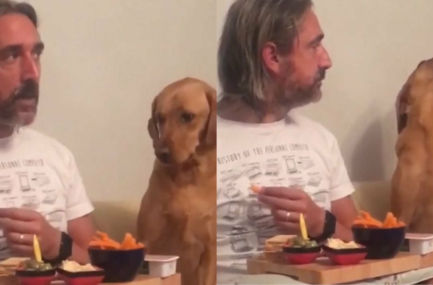  Perrito se saborea comida de su dueño y la rechaza por orgullo – ABC Noticias