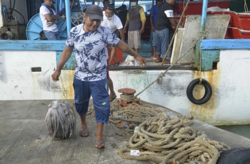  Regular temporada de pulpo en Yucatán; en un mes se han capturado seis mil toneladas