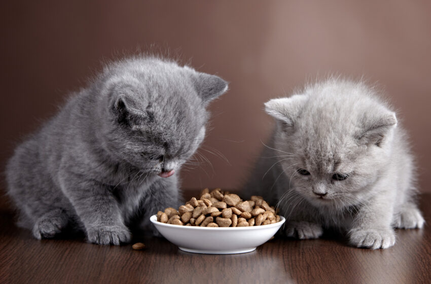  Los 10 mejores alimentos para gatos – Alto Nivel