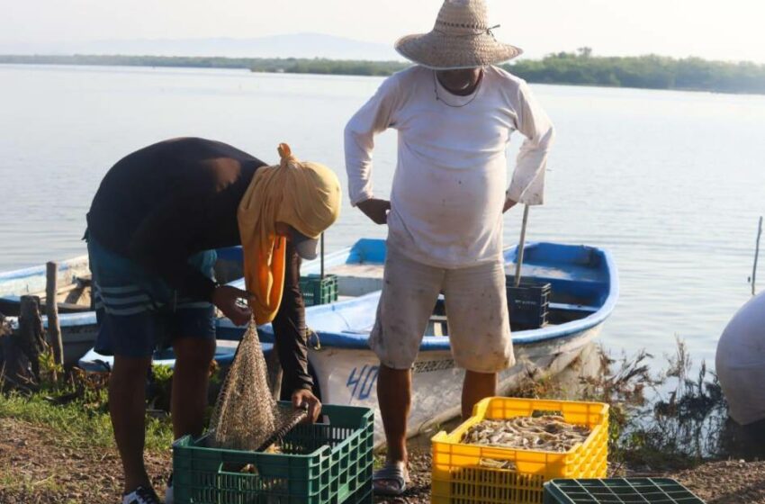  Reportan poca captura en el primer día de pesca del camarón – Periódico Noroeste