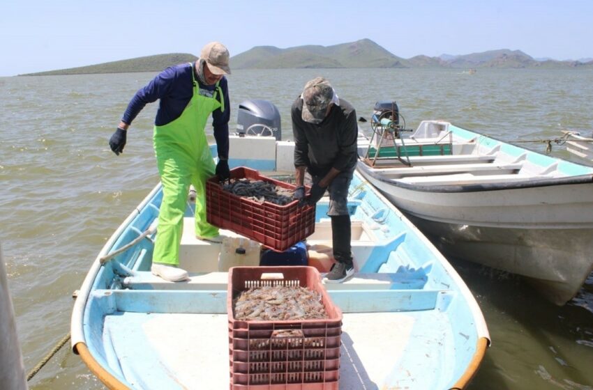  Pescadores de la bahía de Guasave viven hoy situación parecida a la de 1998 – Debate