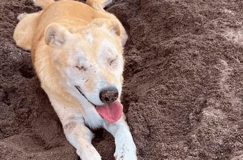  Hombre dejó ciego a un perro en Sonora; fue detenido – Plano Informativo