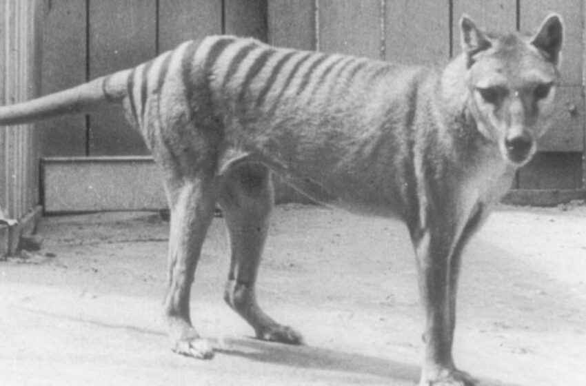  El ARN recuperado del tigre de Tasmania es la esperanza para otros animales extintos