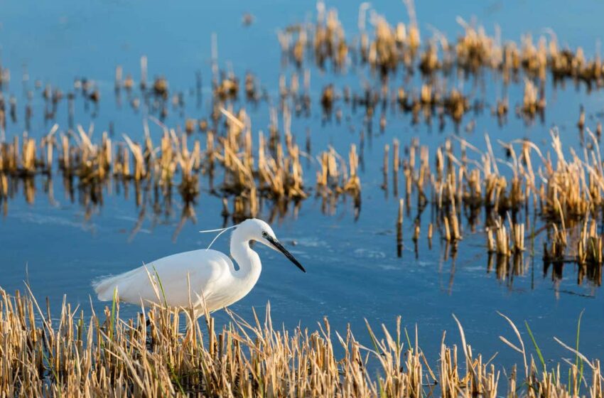  La Albufera de Valencia contabiliza más de 120.000 aves, el mejor registro en 10 años