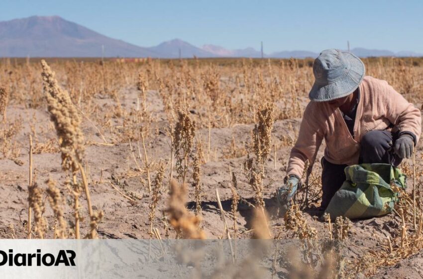  América Latina apunta al boom del litio, pero la oposición persiste – elDiarioAR.com