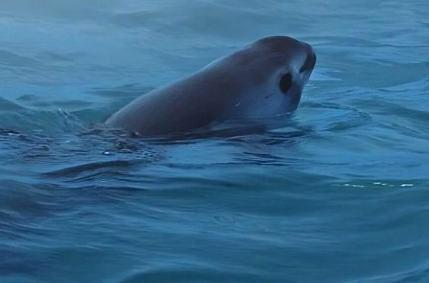  Vaquita marina: analizan cambiar zona de redes prohibidas – El Diario de Juárez