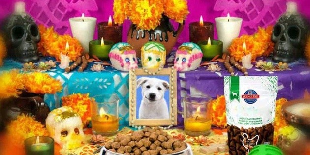  ¿Qué debe incluir el altar para tu mascota este Día de Muertos?