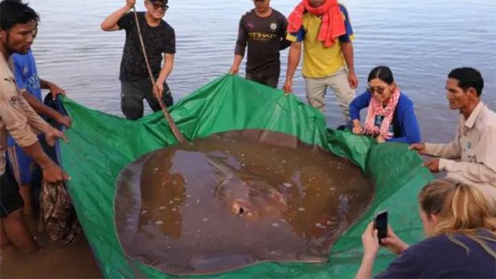  Encuentran una gigantesca raya en las costas de Estados Unidos