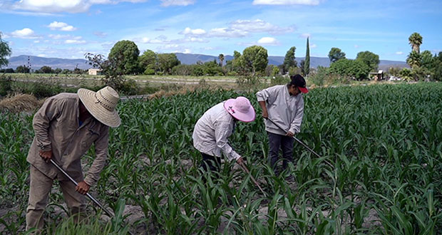  Jóvenes campesinos, esenciales en soberanía alimentaria: Senado – Ángulo 7