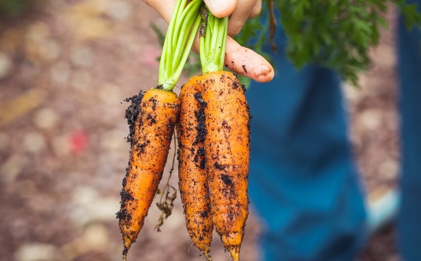  ¿Qué son los alimentos orgánicos? – El Universal