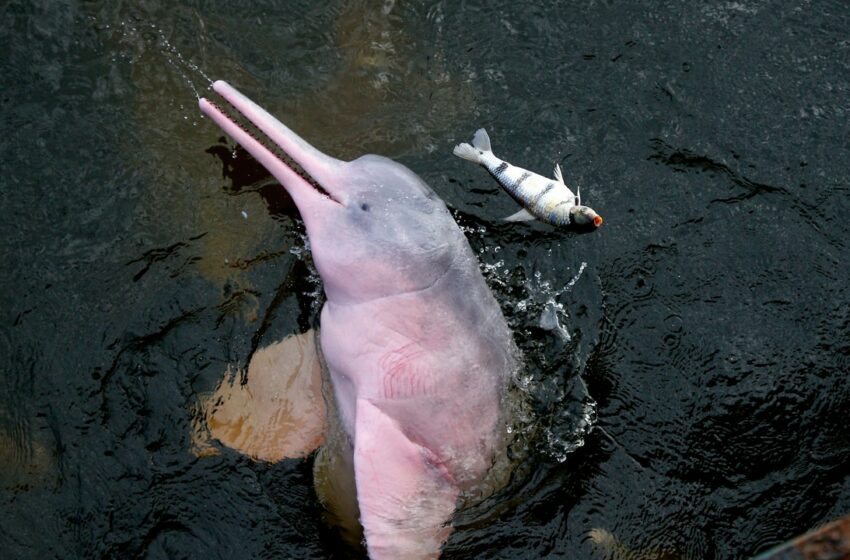  Una toxina derivada del calor pudo causar la muerte de 120 delfines en la Amazonia