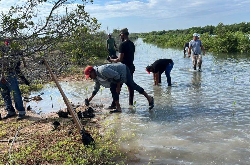  Medio Ambiente en Montecristi continúa reforestación – El Pregonero