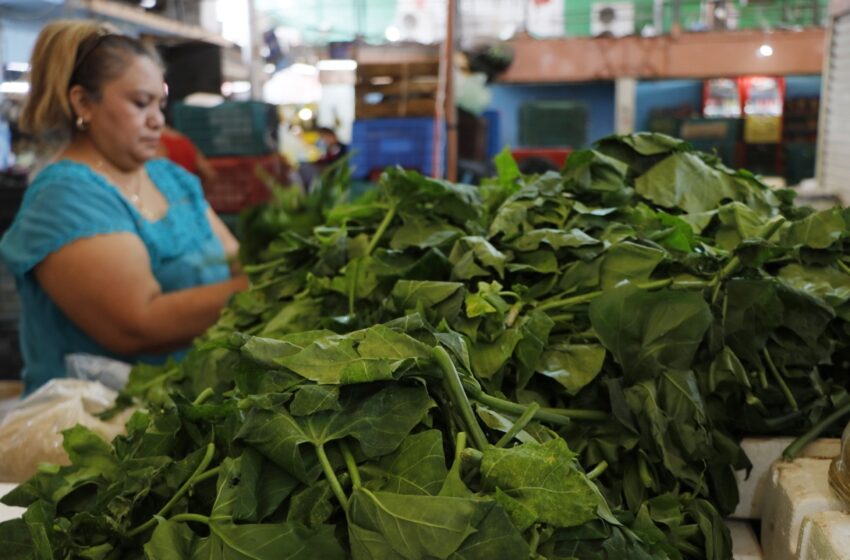  Buscan rescatar alimentos de la región yucateca – Diario de Yucatán