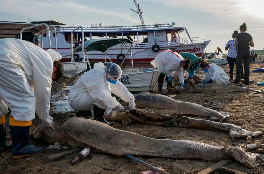  Drama ambiental en Brasil: 154 delfines murieron en un lago amazónico por el aumento de …