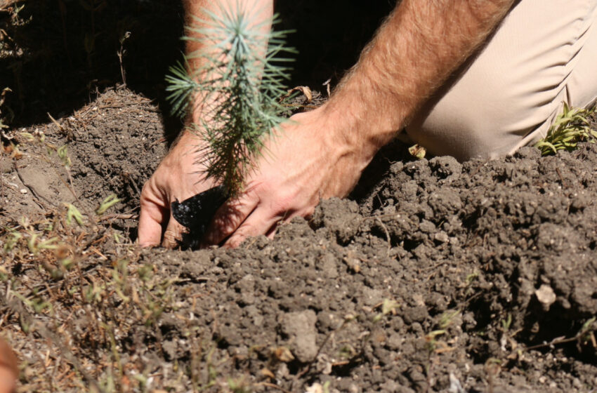  Fomenta SEDUMA acciones de reforestación y empleo temporal