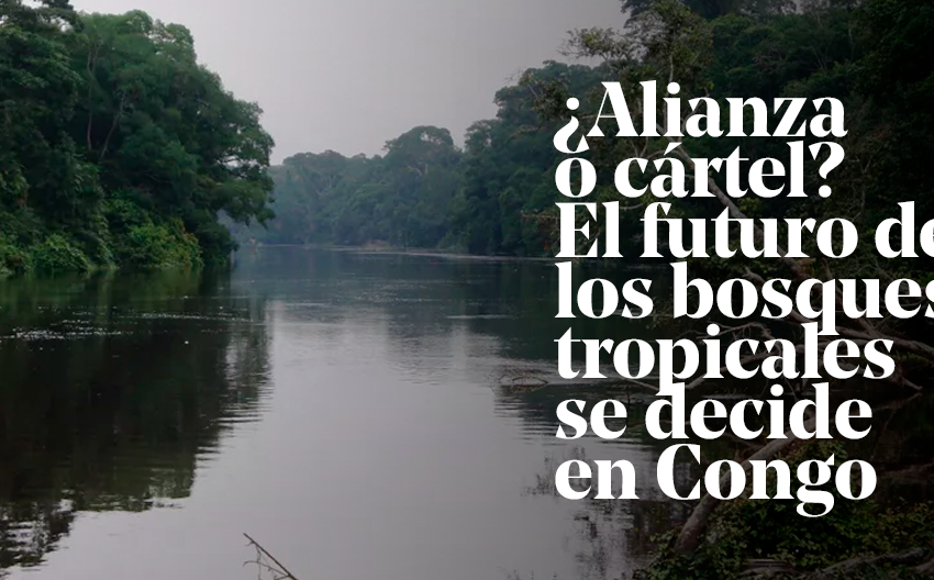  ¿Alianza o cártel? El futuro de los bosques tropicales se decide en Congo