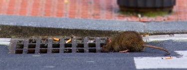 Las ciudades se vaciaron durante la pandemia. Las ratas lo aprovecharon para imponer su reinado