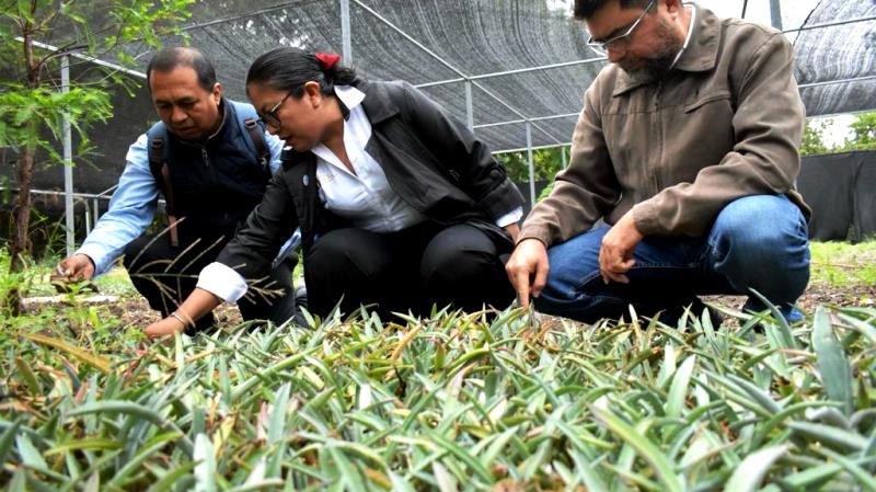  Gobierno del Estado inicia el proyecto de plantación de henequén – La Region Tamaulipas