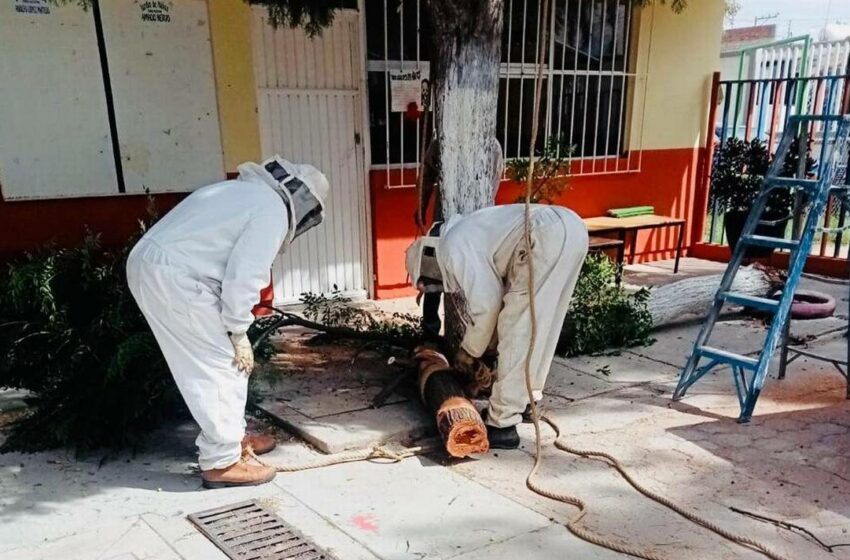  Retiran panal de abejas en jardín de niños – El Sol de Salamanca