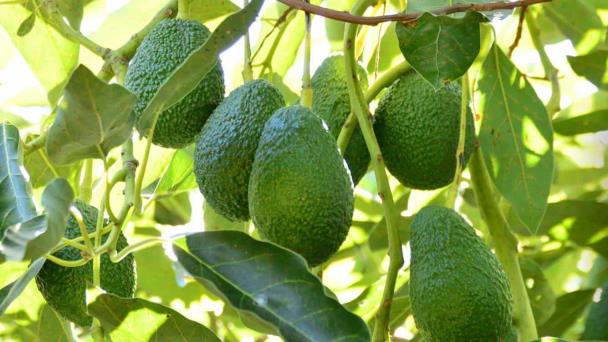  Aguacate delicioso, pero no para todos – Diario del Yaqui