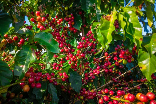  El Eje Cafetalero Esta De Fiesta