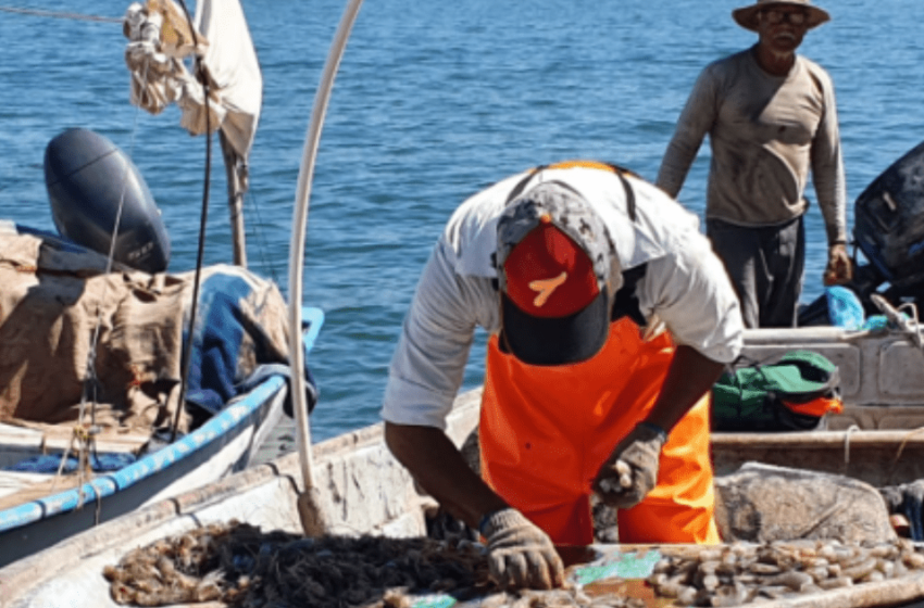  “Pega” a pescadores bajo precio de camarón | Noticias de Sonora | EL IMPARCIAL