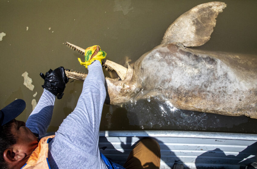  Delfines rosados del Amazonas, las recientes víctimas del cambio climático