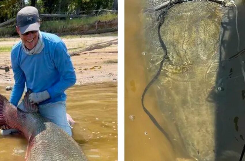  Capturan gigantesco catán en Texas y pescadores rompen 4 récords mundiales