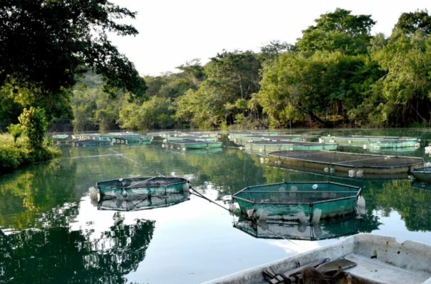  Acuicultores de Ciudad del Carmen exigen apoyos de 20 mp para la producción de mojarras