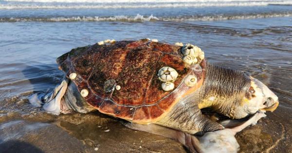  ONG binacional pide a EEUU sanciones comerciales para México por pesca ilegal de tortugas