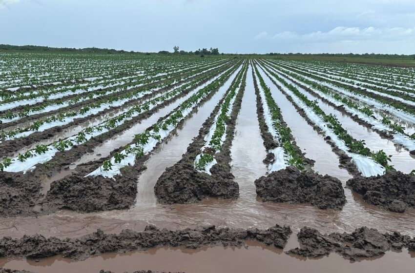  Lluvias de 'Norma' vienen a salvar al sector agrícola de Sinaloa: Pardo Osuna