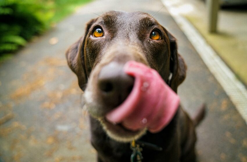  Alimentos que nunca debes darle a tu perro si quieres que viva muchos años