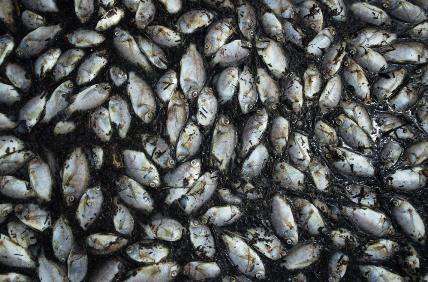  Miles de peces muertos flotan en la presa El Salto, en Elota – Pie de Página