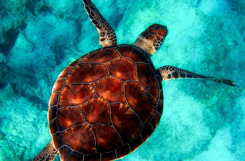  Piden a EU prohibir entrada de pesca mexicana por muerte de tortugas – Grupo Milenio