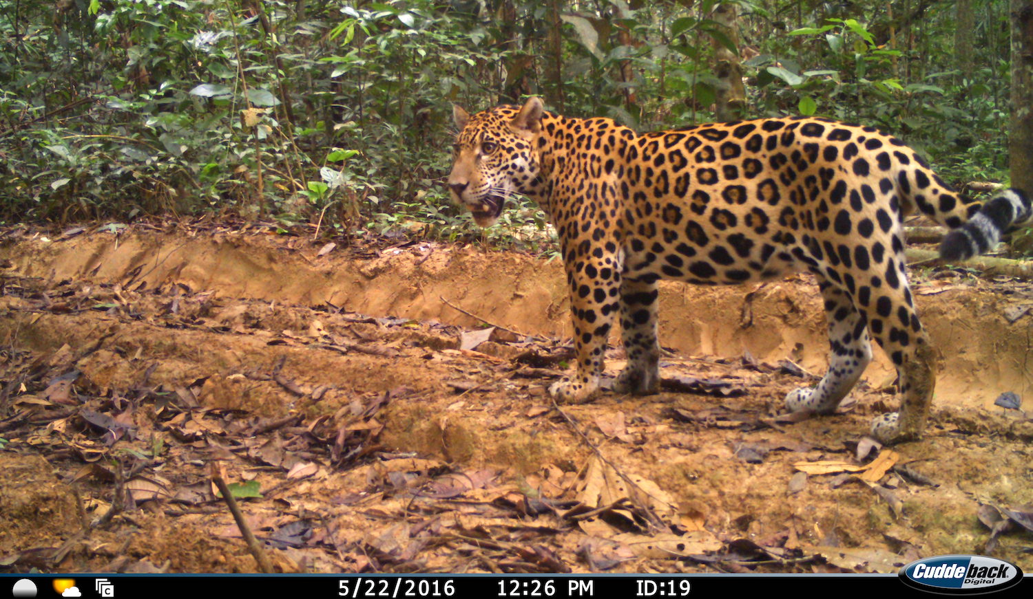 jaguares en bolivia