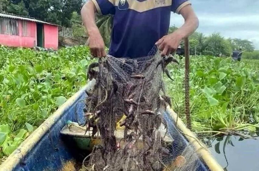  Salen miles de peces topén en Tabasco por lluvias – El Diario de Juárez