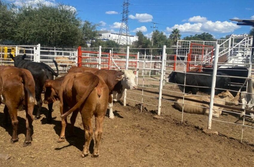  Provoca sequía en Sonora baja ocupación del hato ganadero – El Imparcial