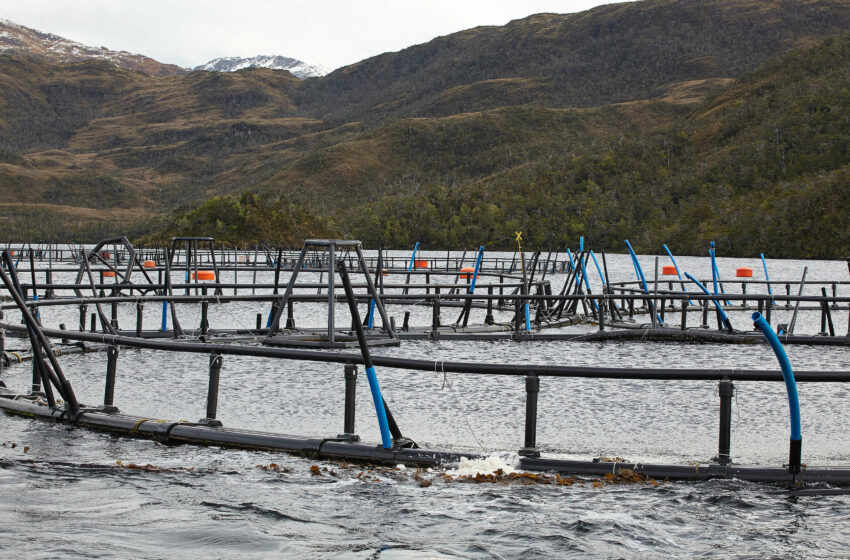  Greenpeace y el rechazo del Tribunal Ambiental a sanción histórica de la SMA