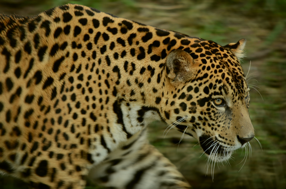 jaguares en bolivia