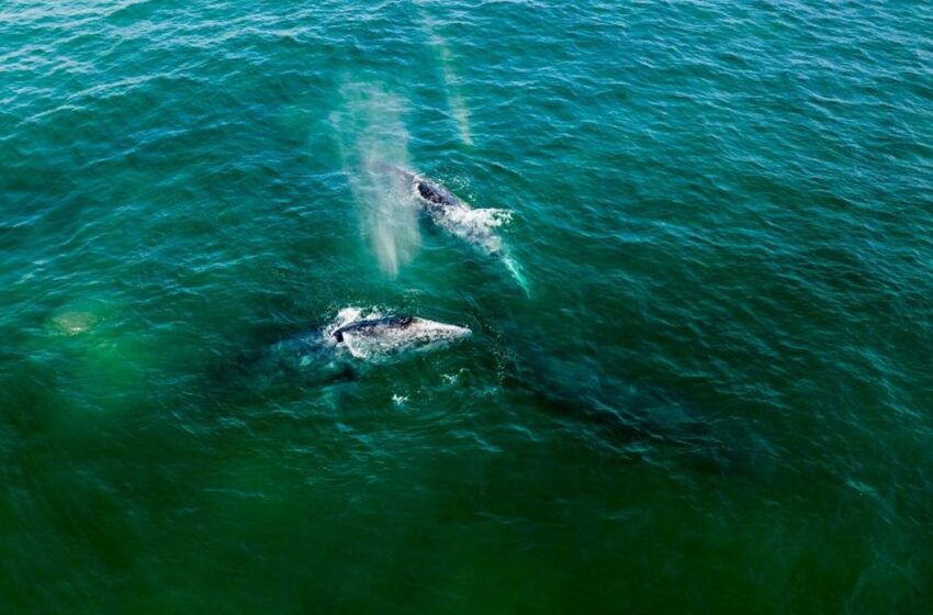  Golfo de California, santuario marino – El Sudcaliforniano