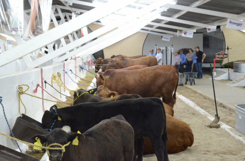  Sader declara a Sonora como Zona Libre de Brucelosis bovina, caprina y ovina