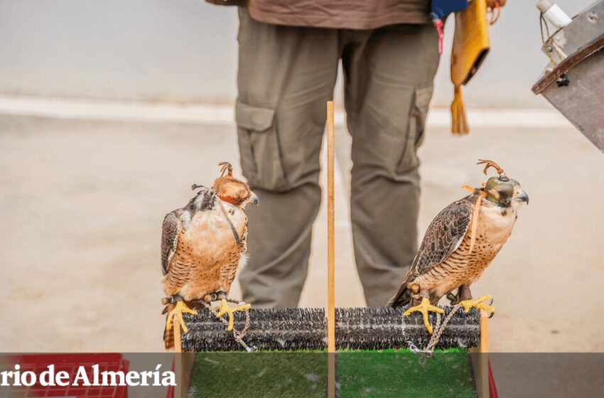  El Ayuntamiento de Roquetas de Mar pone en marcha un servicio para el control de aves